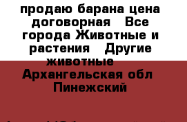 продаю барана цена договорная - Все города Животные и растения » Другие животные   . Архангельская обл.,Пинежский 